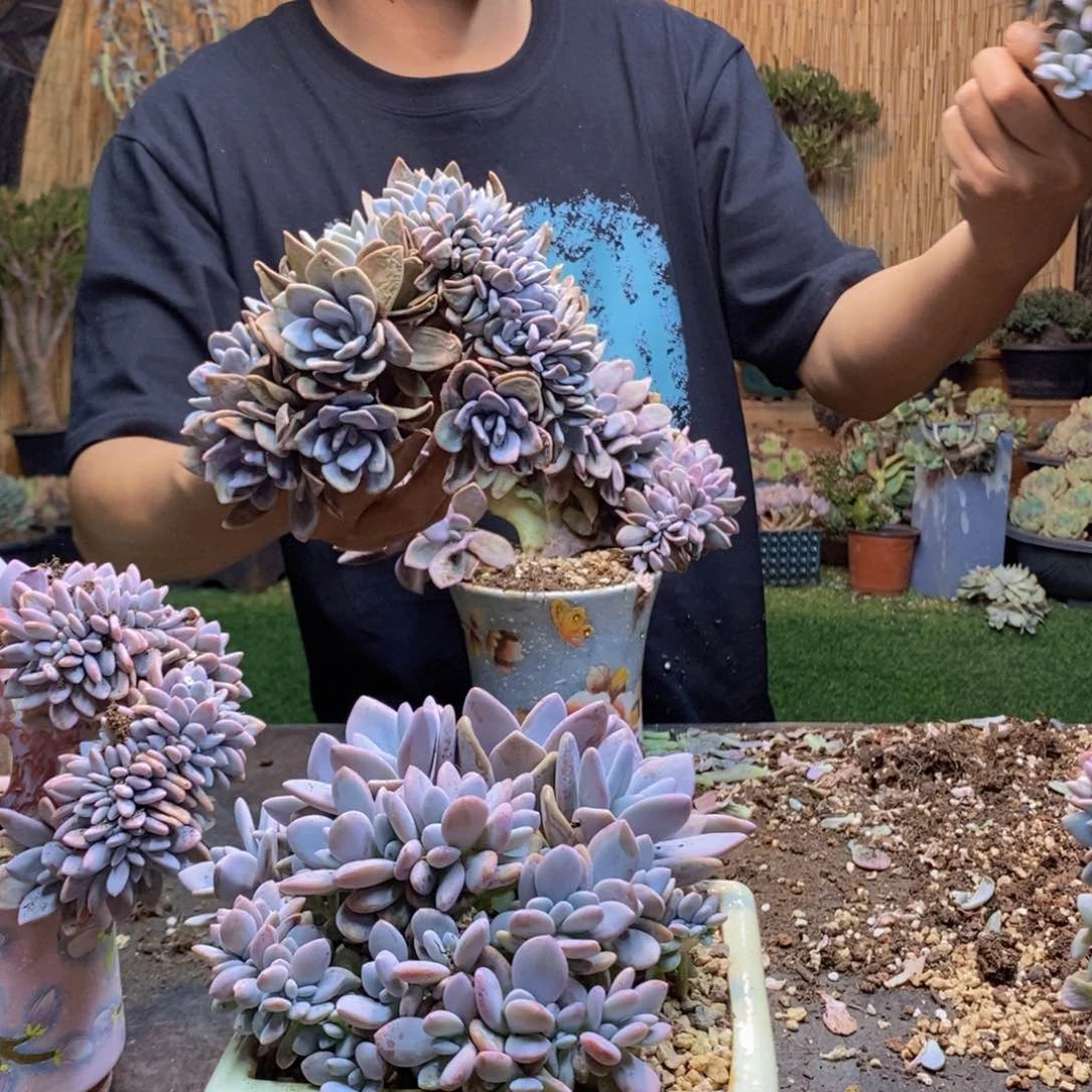 小****友22 号粉兔多肉