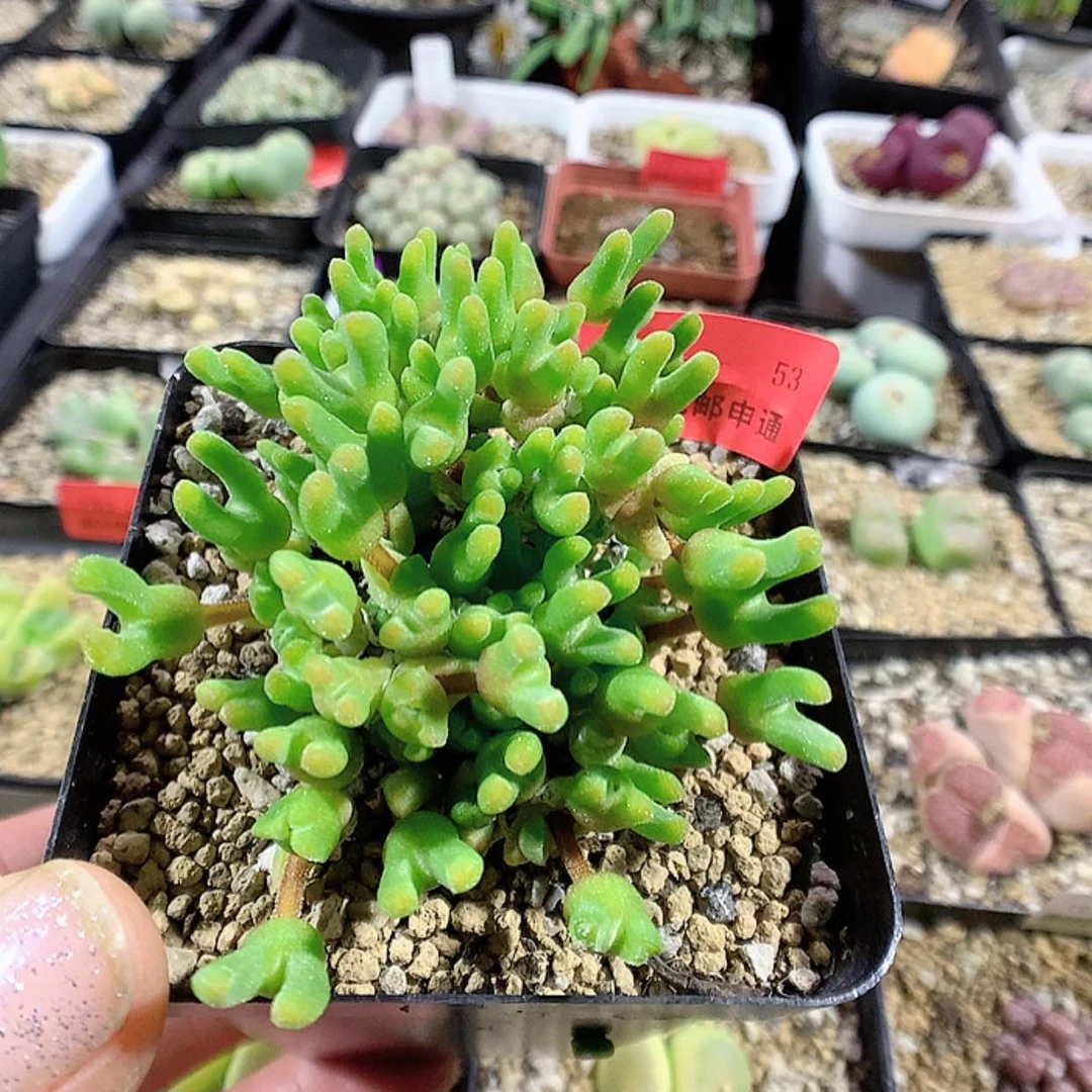 【闪购商品】2-2-53 冰糕1颗 30