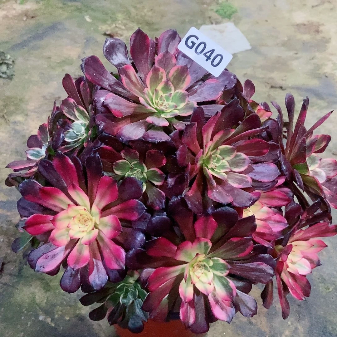 红陶040烟花5多肉