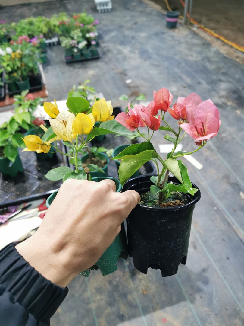 折花逢驿使，寄与陇头人。江南无所有，聊赠一枝春。