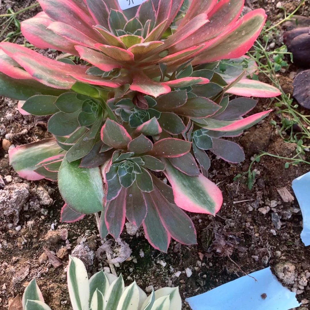 多肉植物女妖289