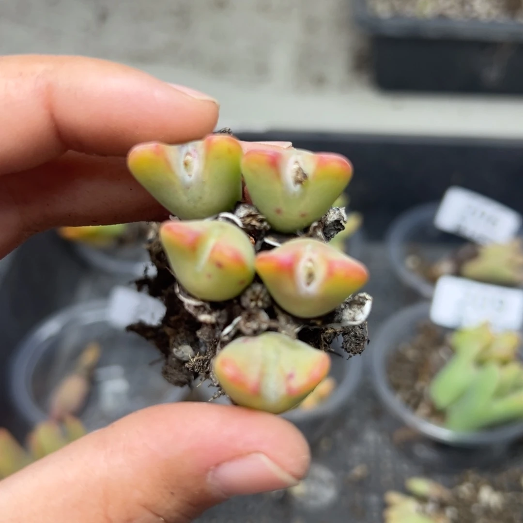 【闪购商品】哥*拉211……