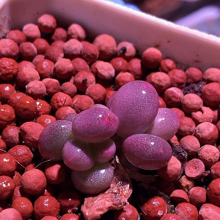 彩虹奶酪锦多肉植物