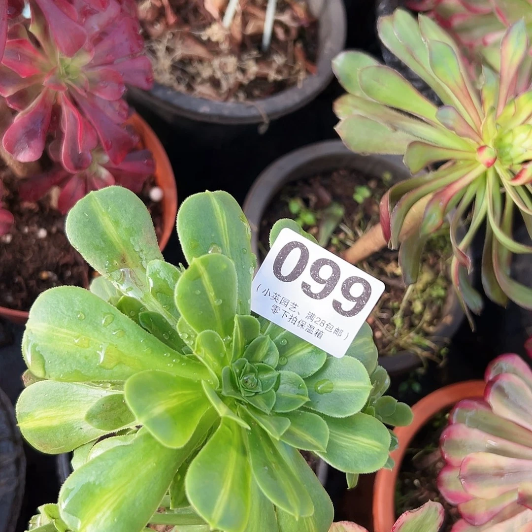 多肉植物多肉植物099