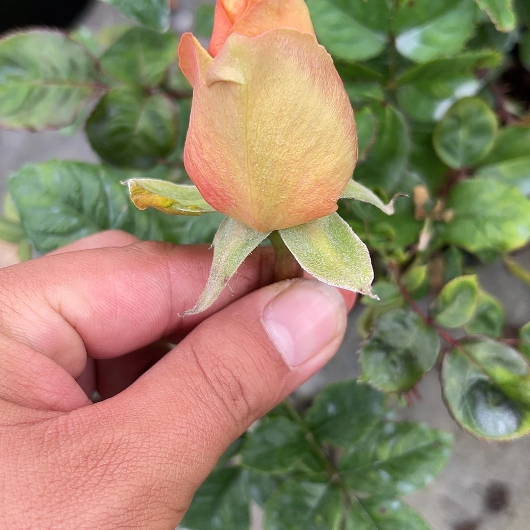 无花朵———黄昏 福利款