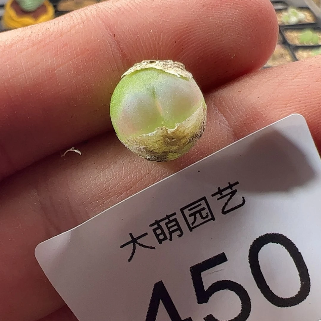 一物一拍脱土发。  450