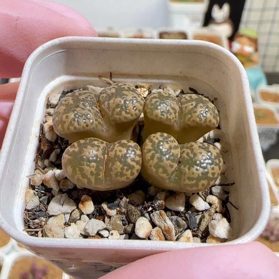 肉锥多肉植物百科-泡泡勋1097