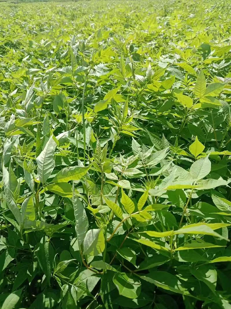 正宗厚皮川黄柏种子南北方都能种植