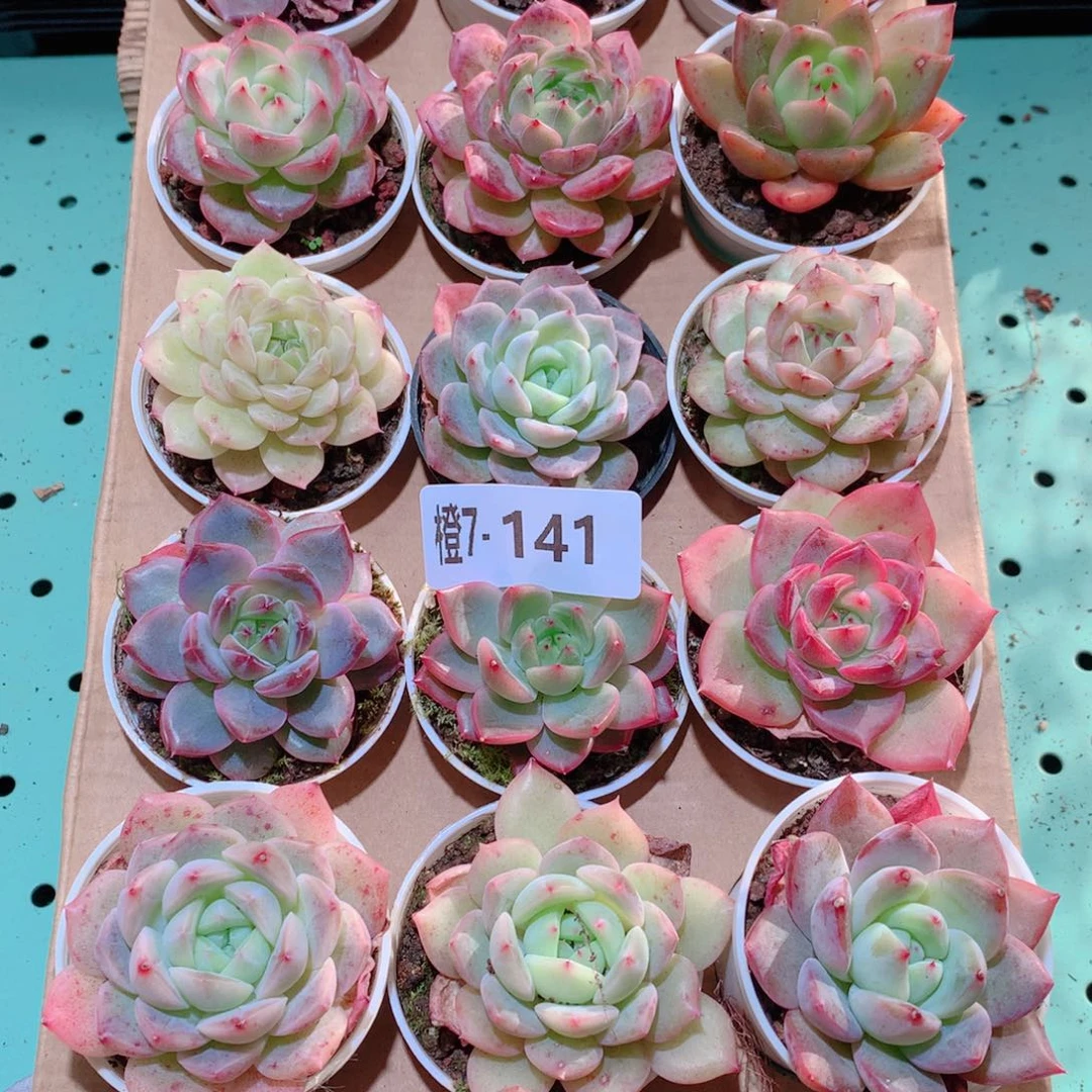 7-141一物一拍多肉带盆18颗
