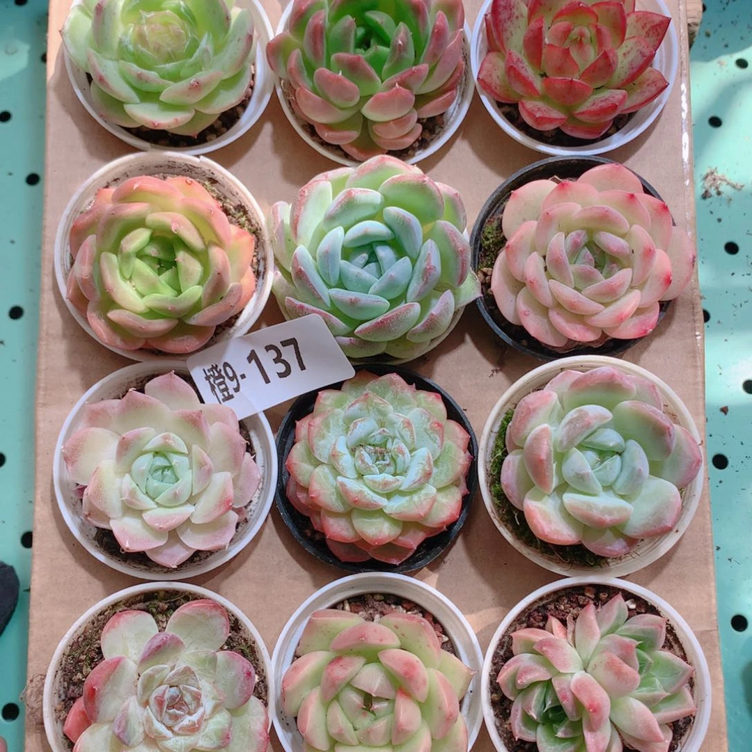 9-137一物一拍多肉带盆18颗