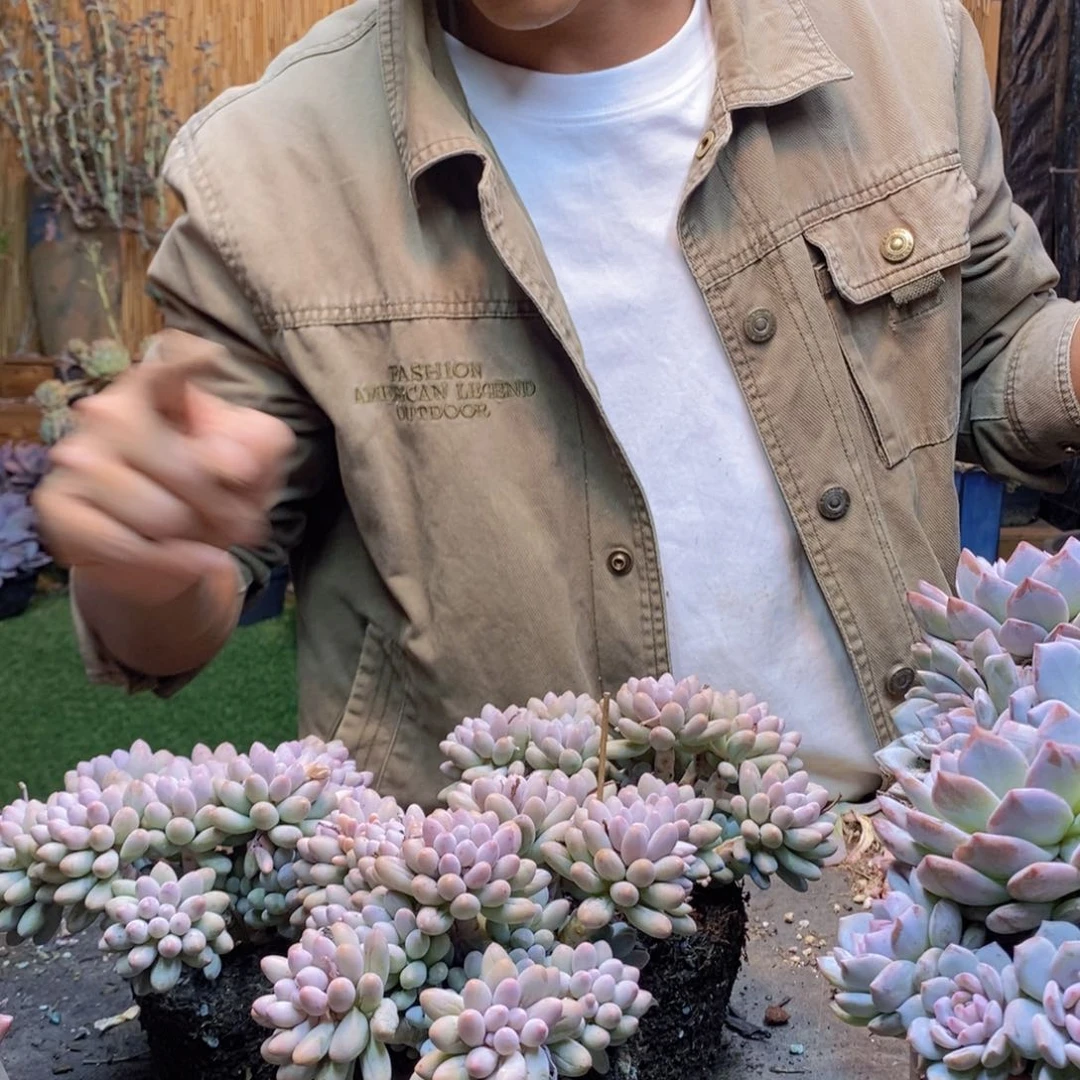 平头婴儿手指多肉量拍