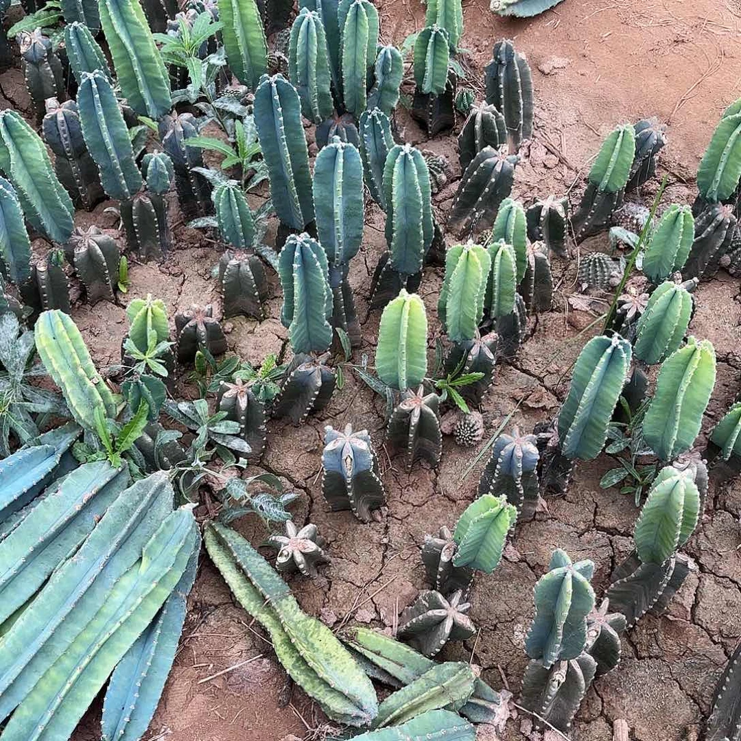 量天尺5颗掉侧牙无售后