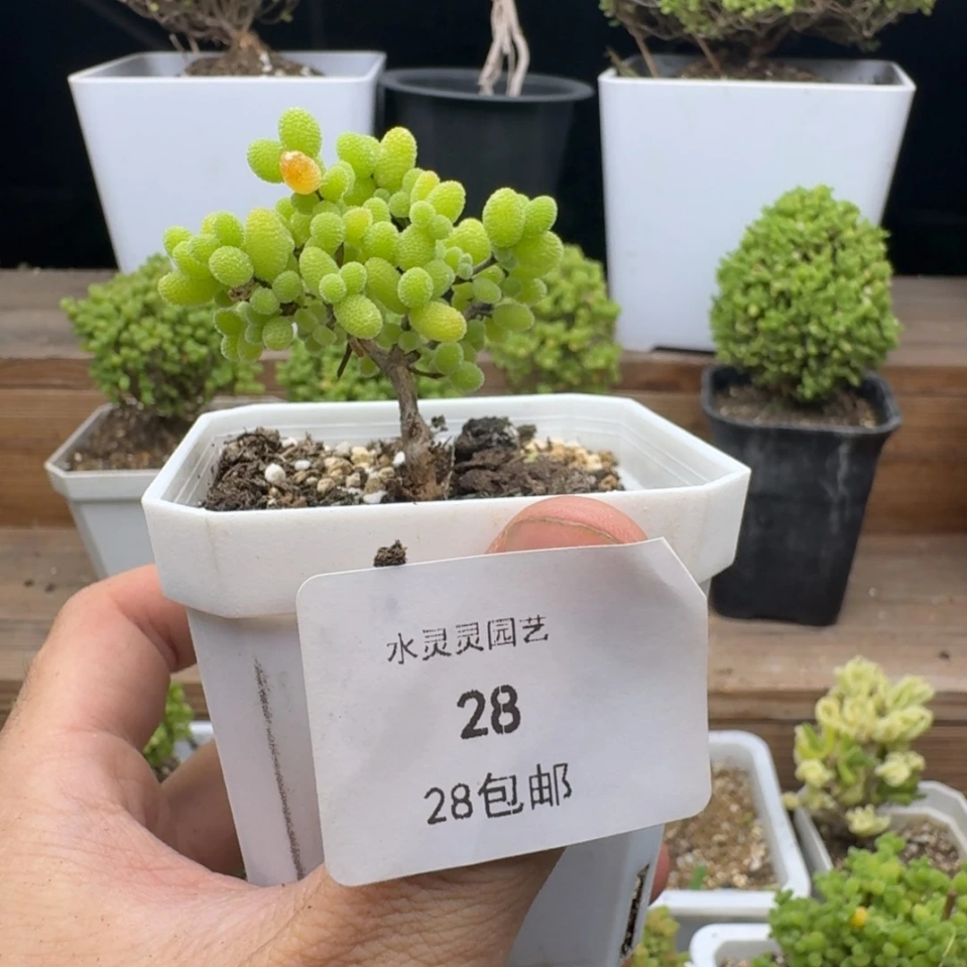 航****?28号金桔糖球。