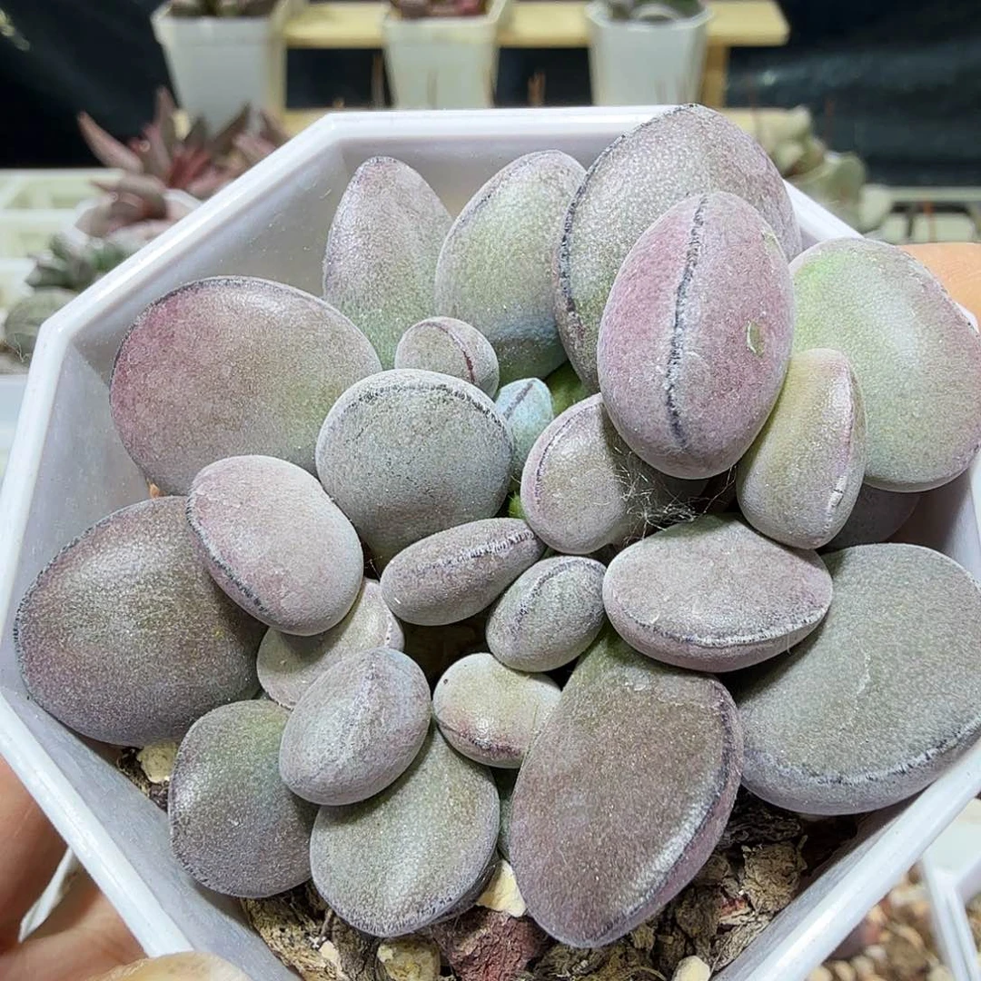 球球紫蛋水泡多肉植物