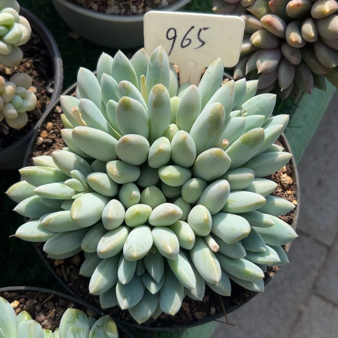 珊*多肉植物一物一拍