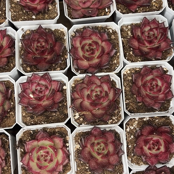 两盆焰火。   福利多多