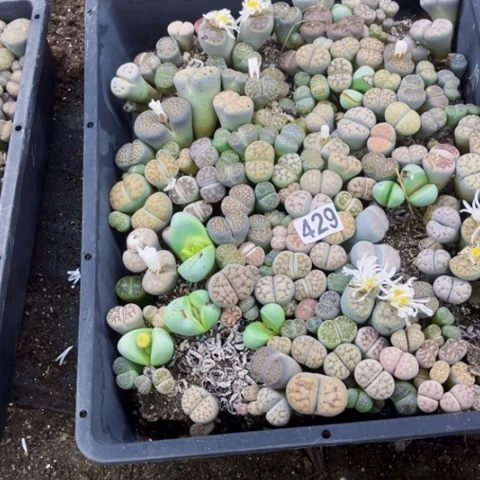 429生石花一物一图如图