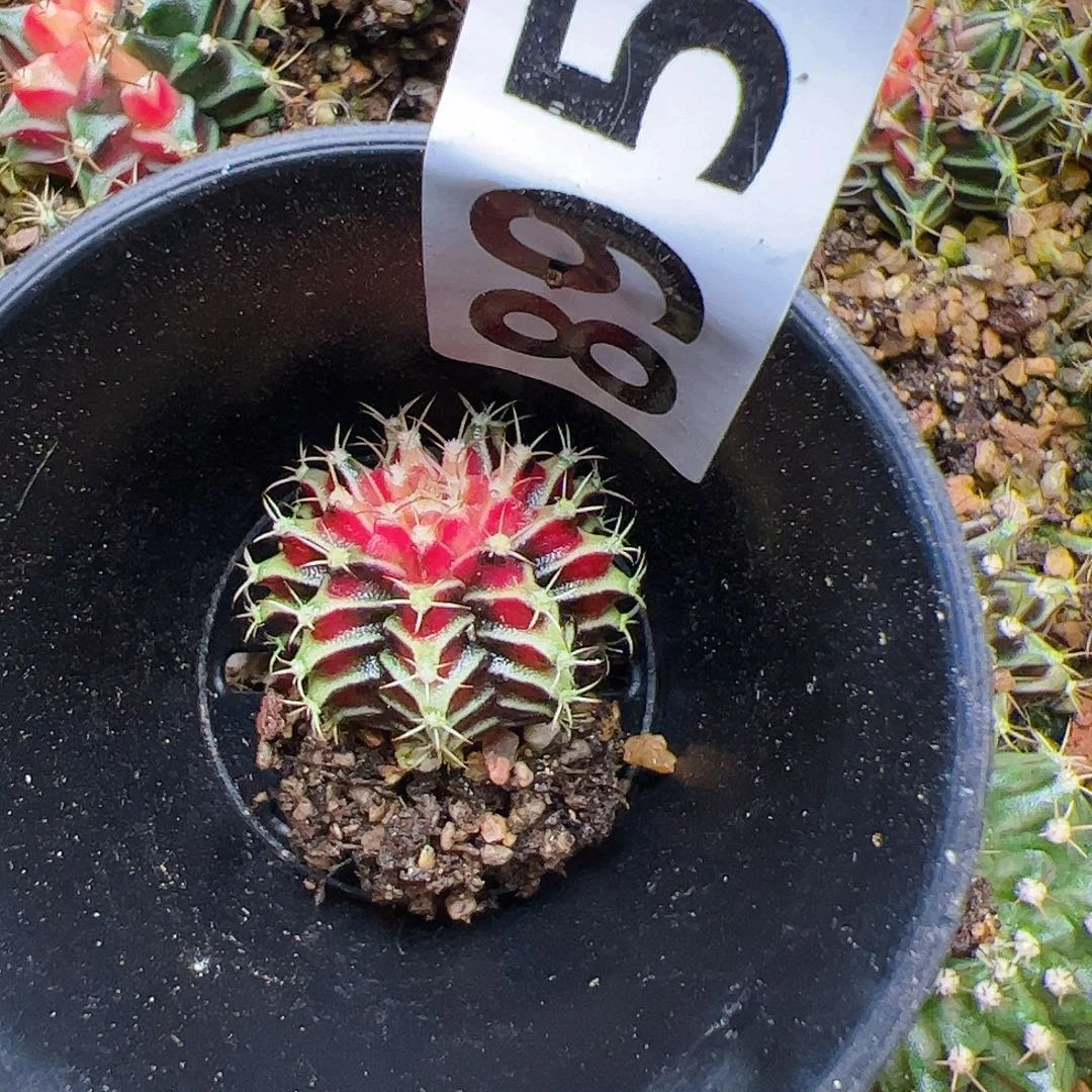 悠***然当前无花栽培后可以开花895