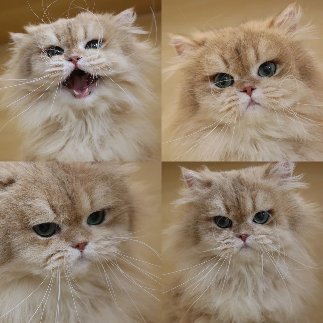 甜町宠物猫咪线上专享