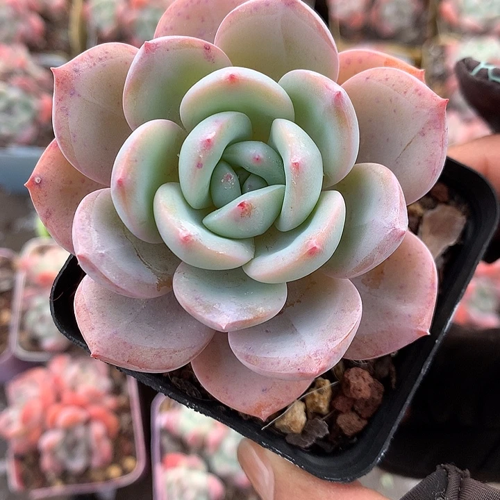 凤橙7厘米左右8颗脱土发货