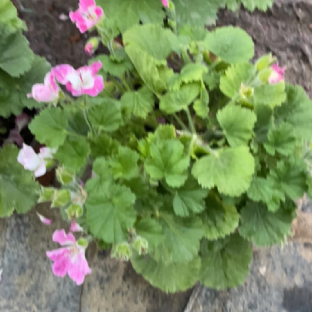 【百慕大分】蝴蝶梅130杯大花天竺葵阳台爆花庭院