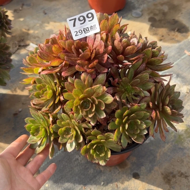 红丝绒……多肉植物……