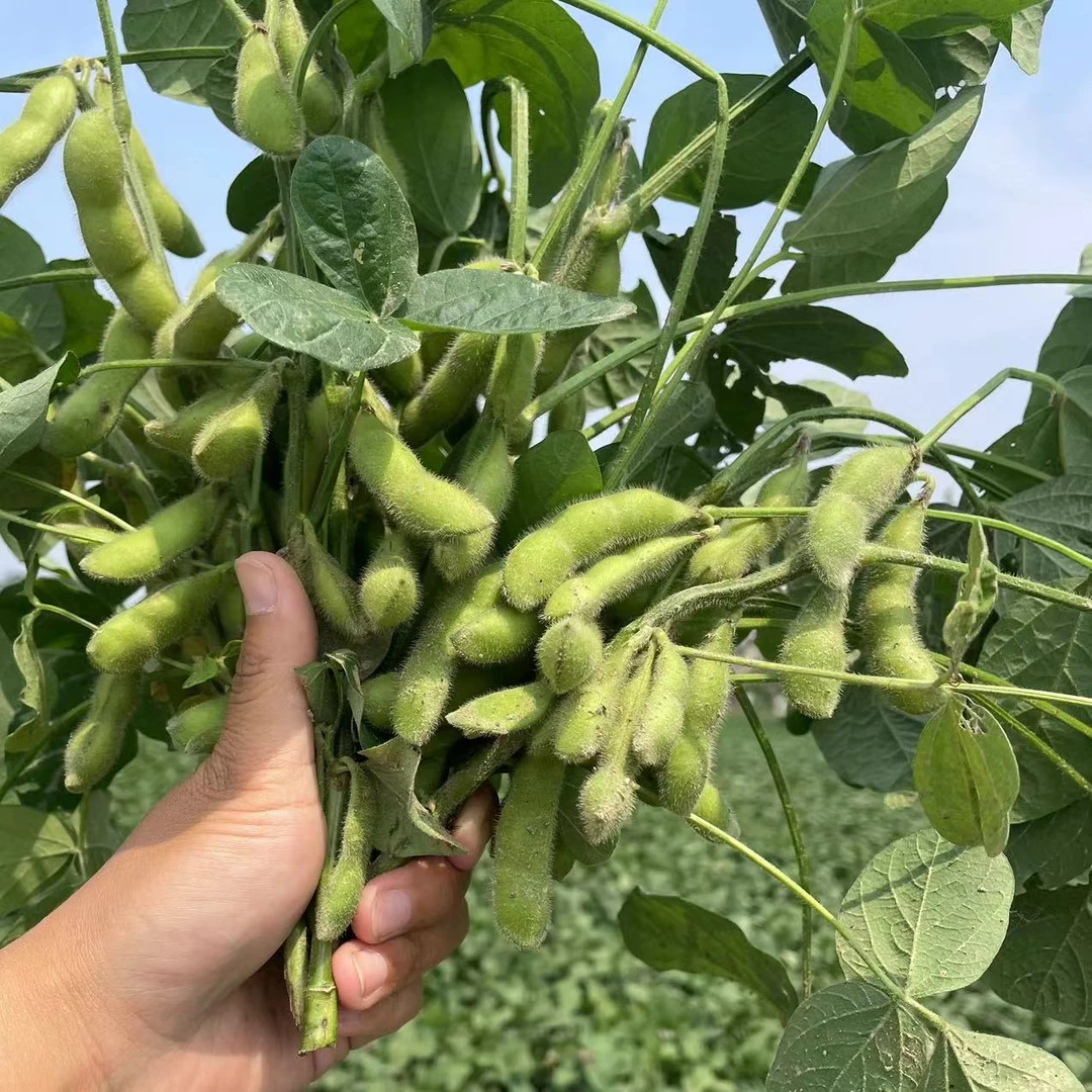 湖北毛豆新鲜带壳农家薄皮毛豆现摘现发3斤5斤包邮