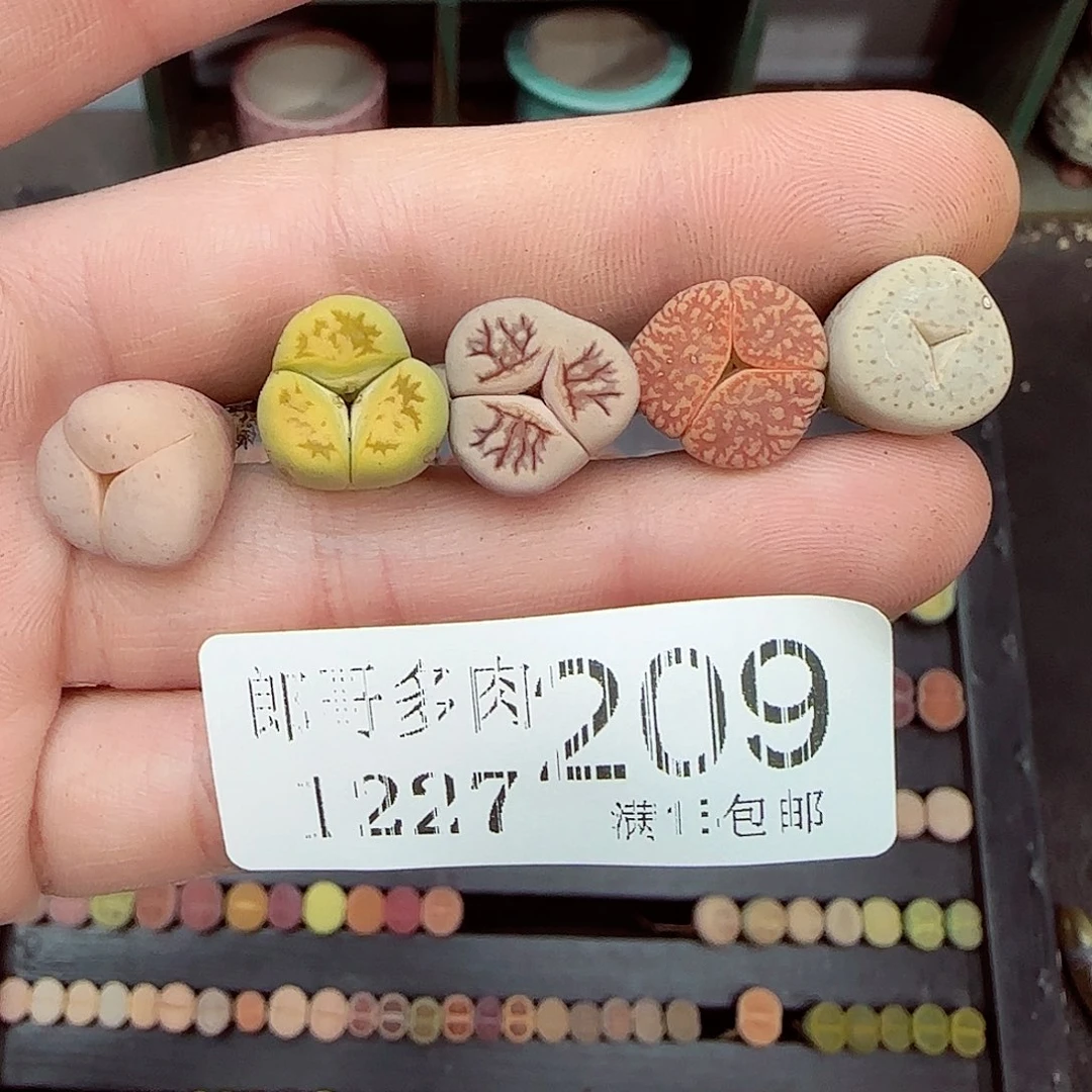 成***柜满满18包邮1227-209