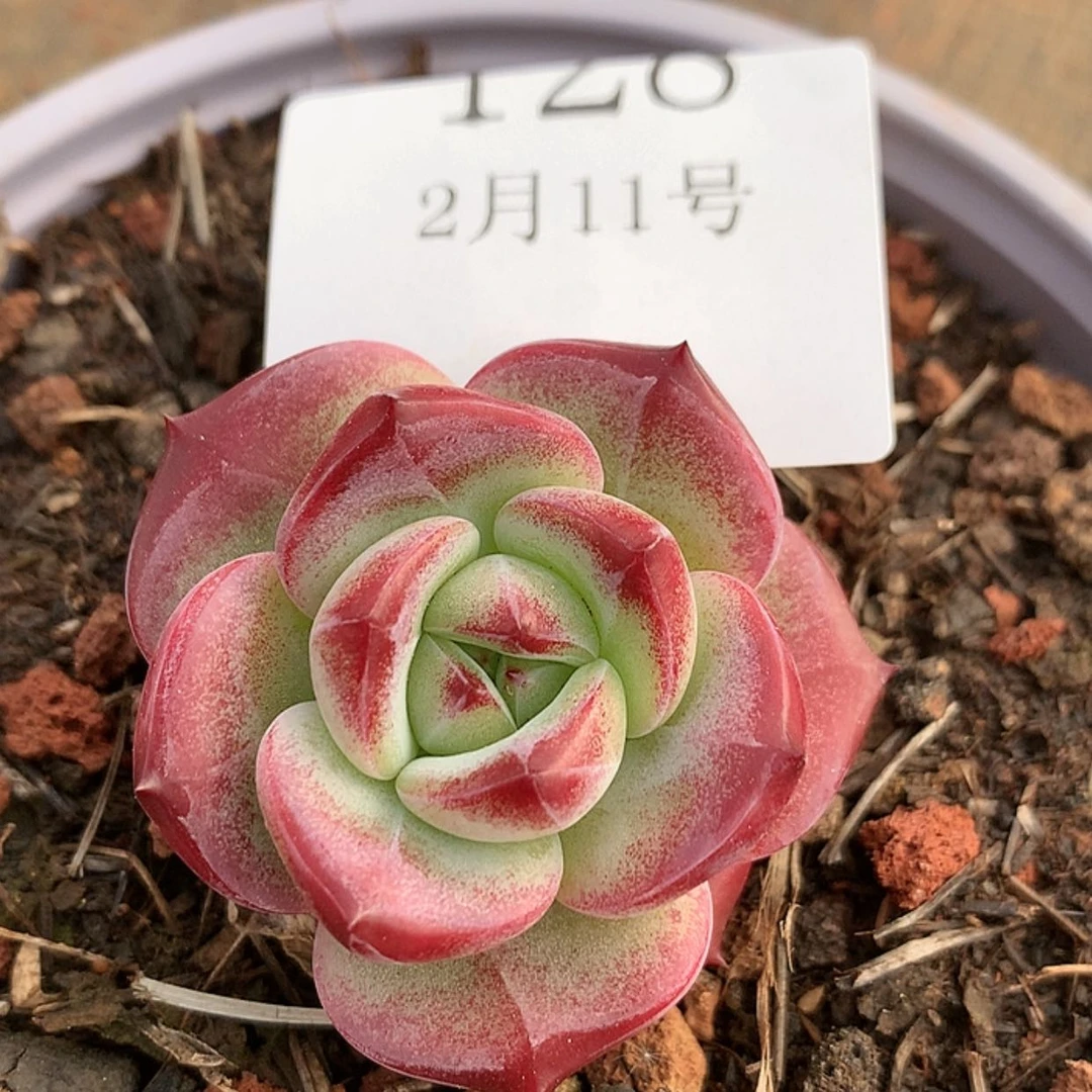 【闪购商品】云128年