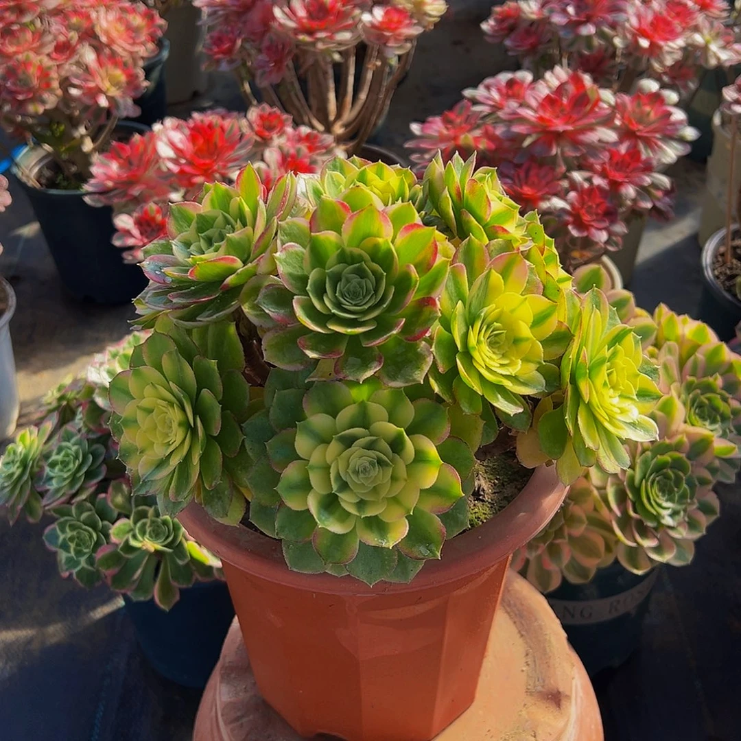 老庄粉体海王法师58.8