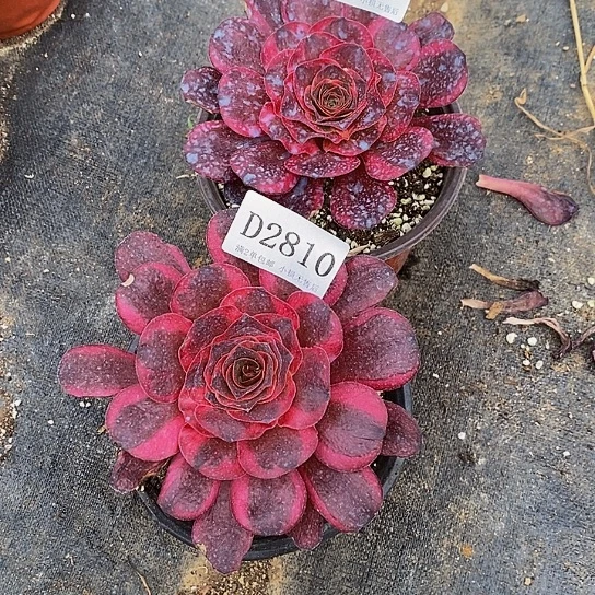 2809纳福多肉单头2颗