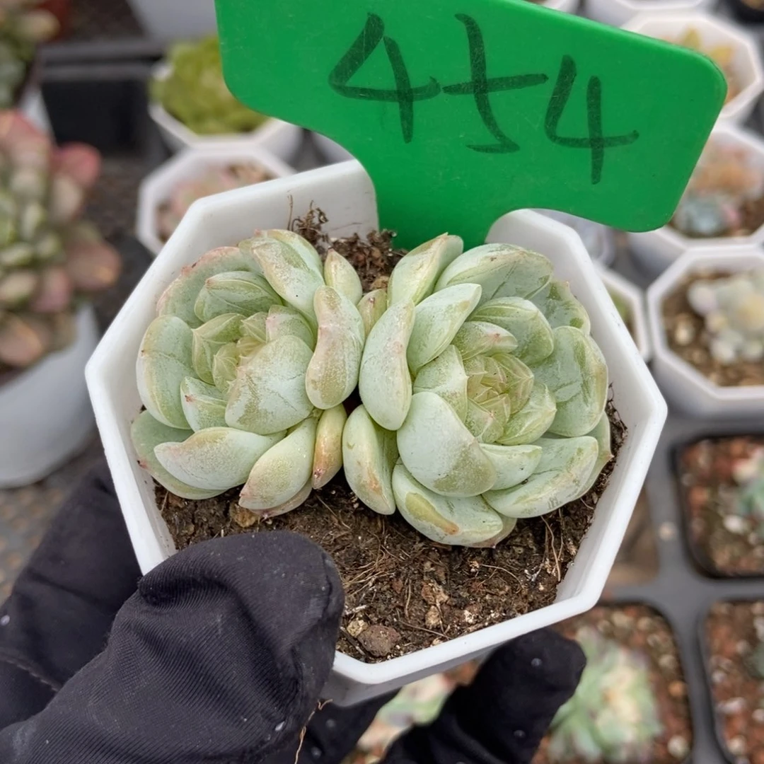 454白恋多肉植物保护