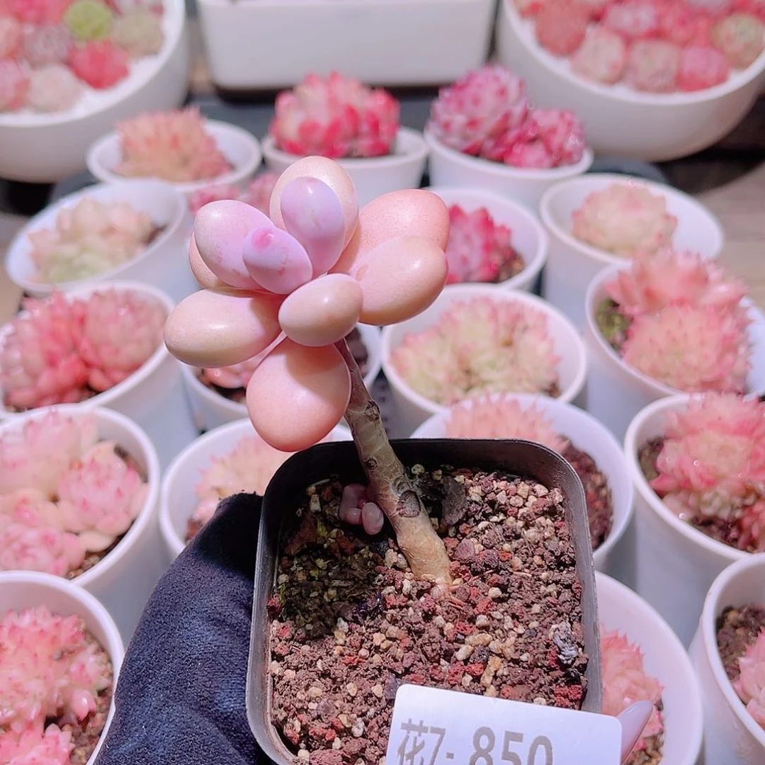 花利美7-850桃蛋