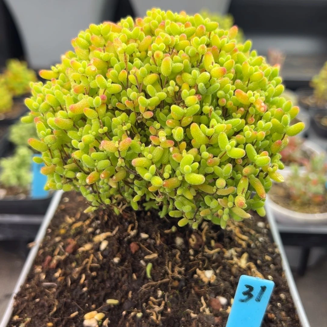 蜜橘糖球蘑菇头37号