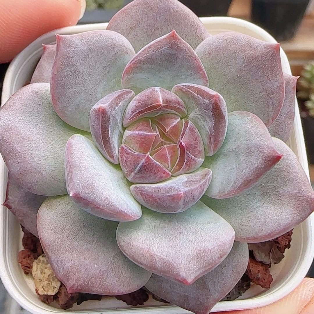 多肉0915--210琥珀天使珍妮