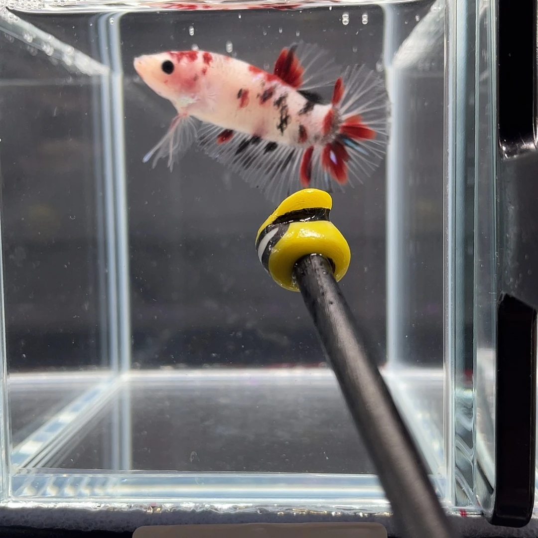 斗鱼12.5 koi喷点将军 051