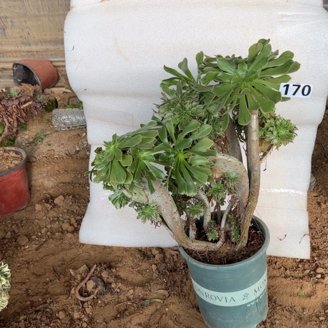 微瑕疵原始绿170高度40