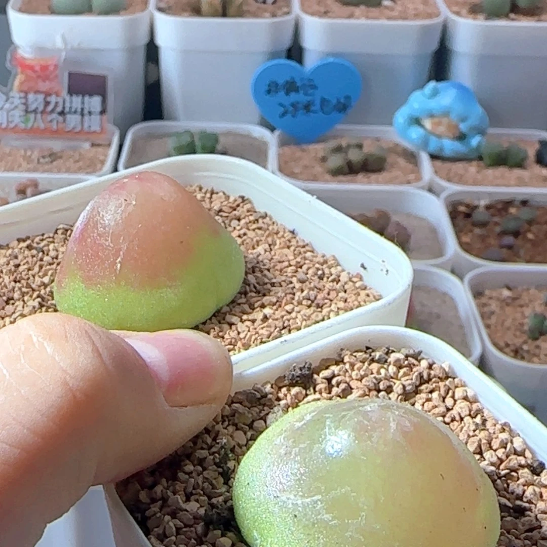 吃**✨6.3.12/灯泡/尺寸3.0-3.1