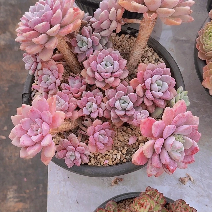 1024花瓣路多肉植物