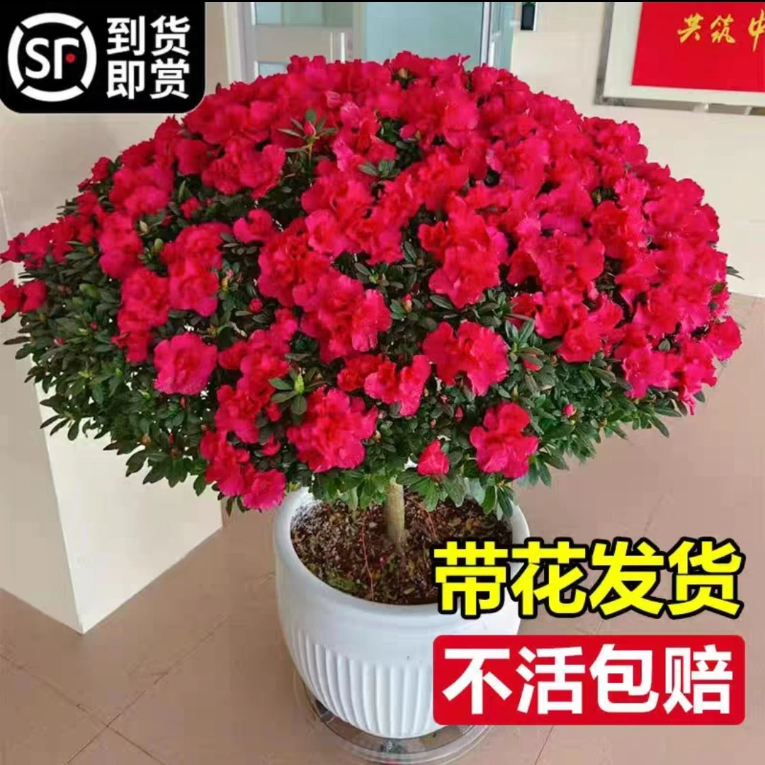 杜鹃花盆栽室内阳台大颗花苗四季开花多季节开花