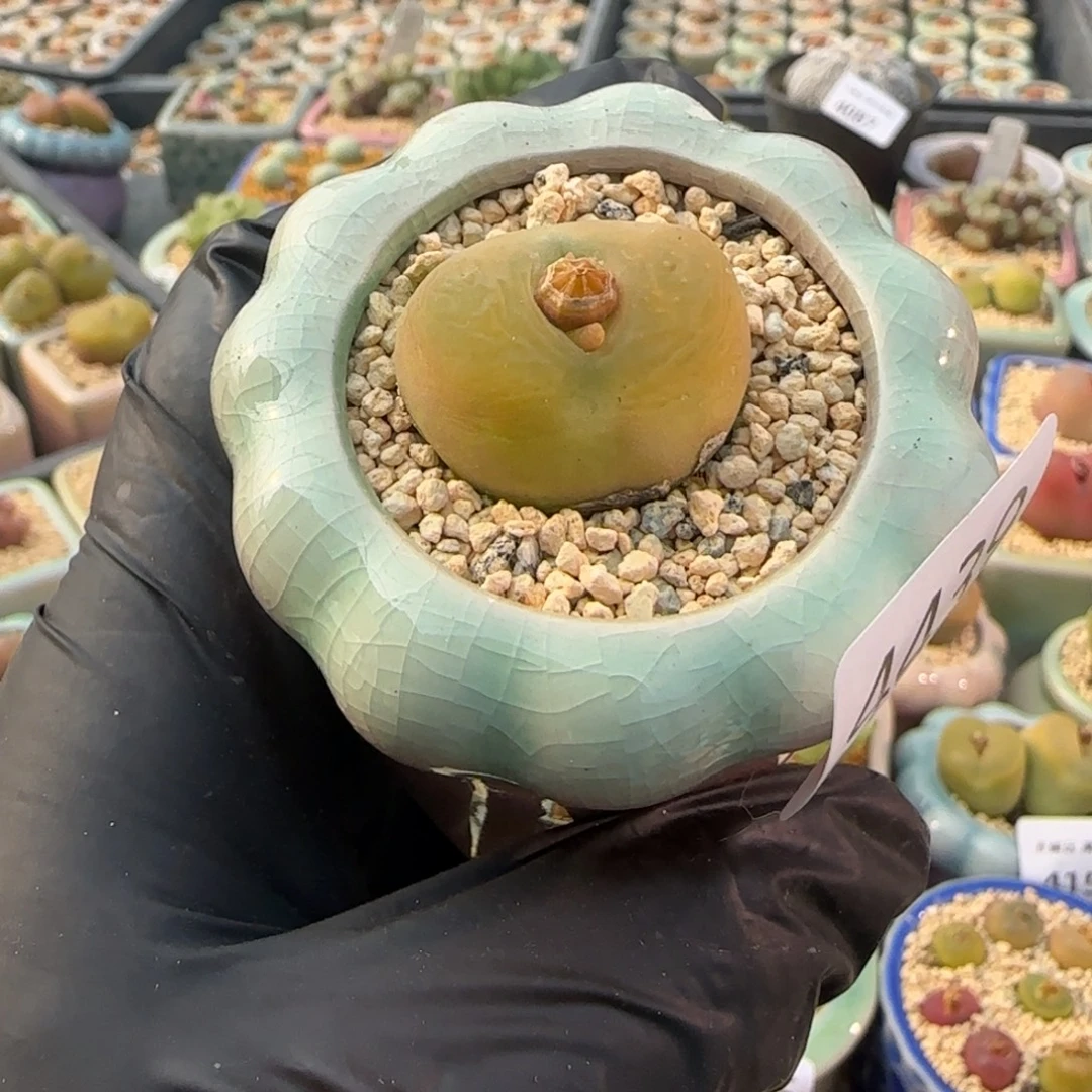 4439-一物一拍 带盆