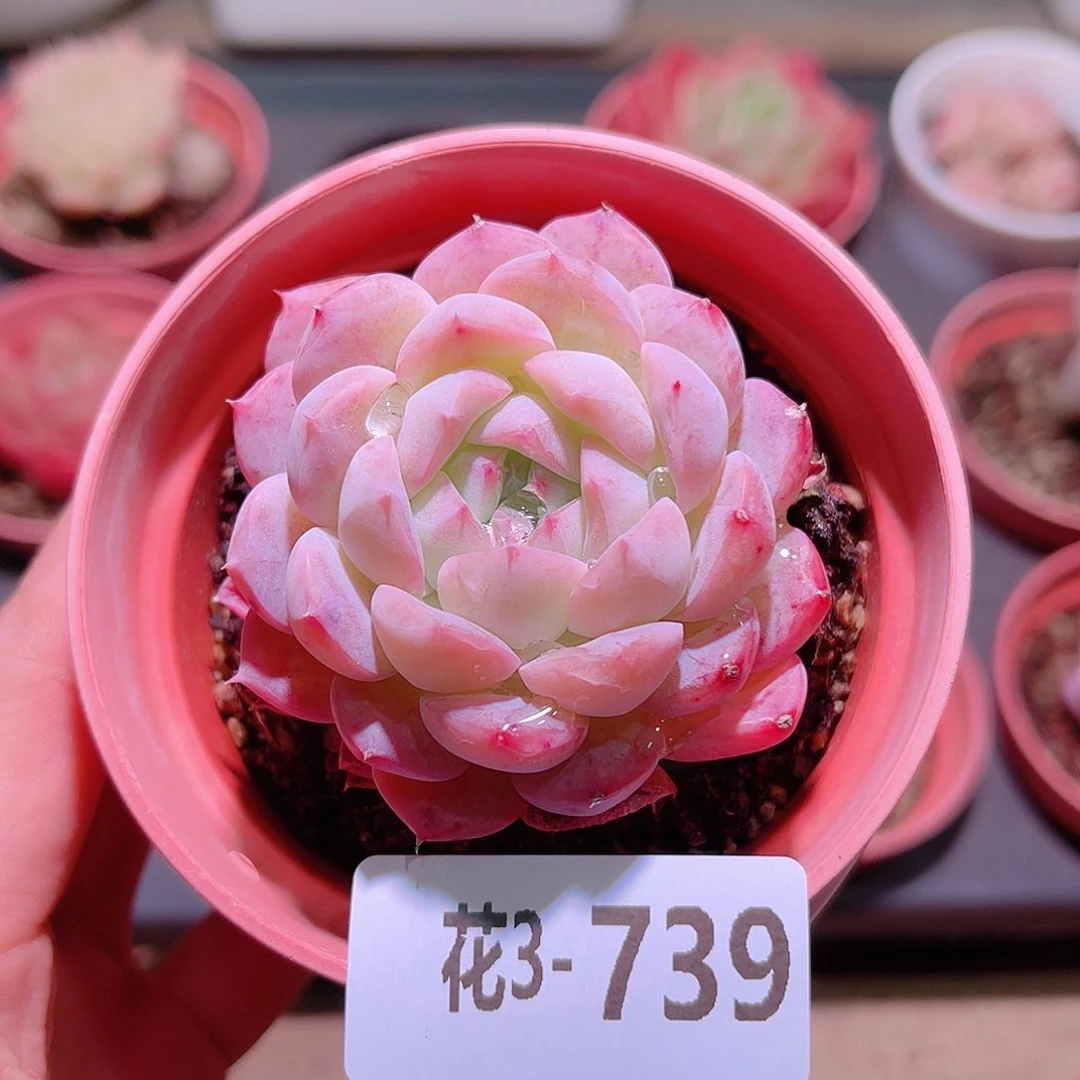 花利美3-739白桃汽水