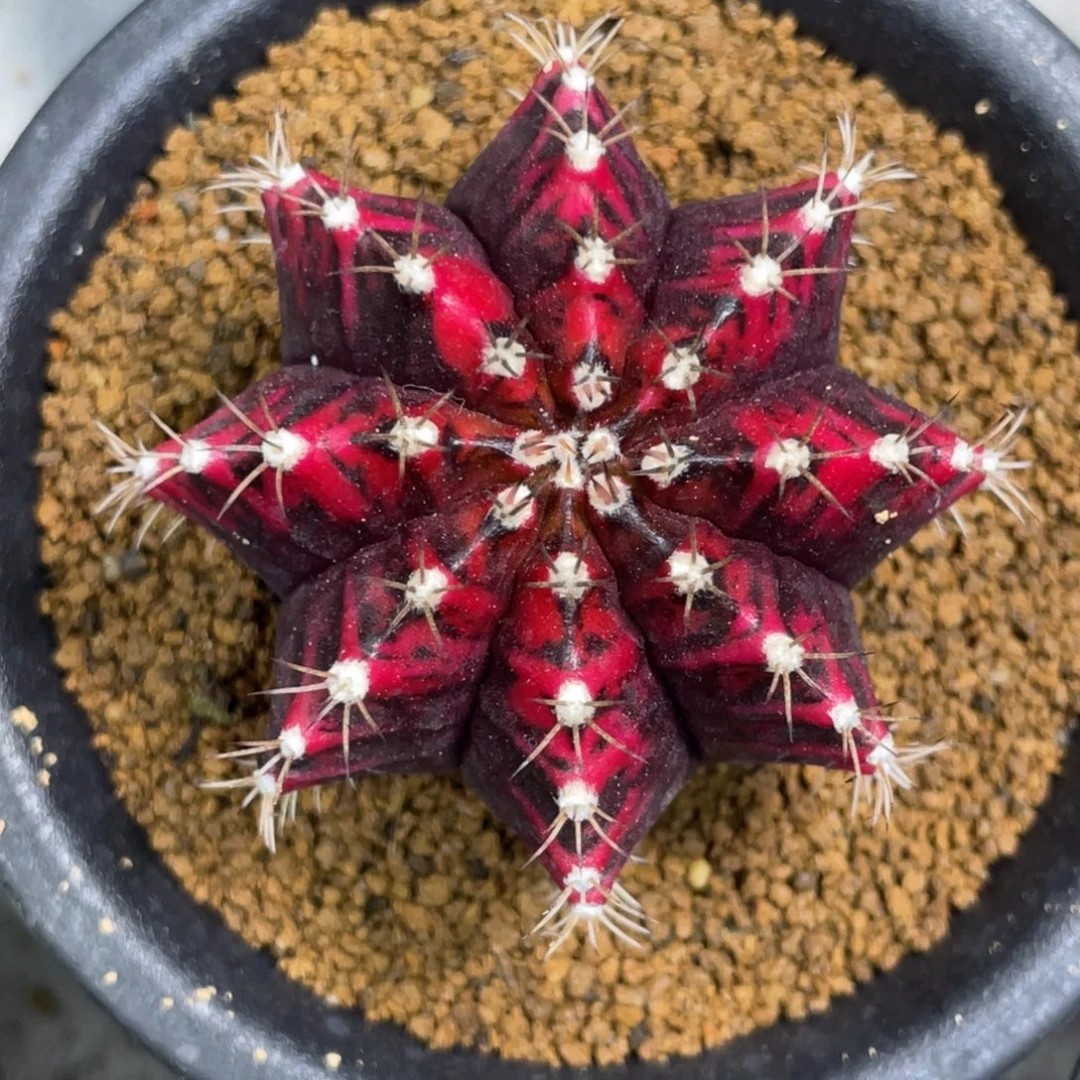 当前无花朵，栽培后可花朵黑寡妇鸡血红锦