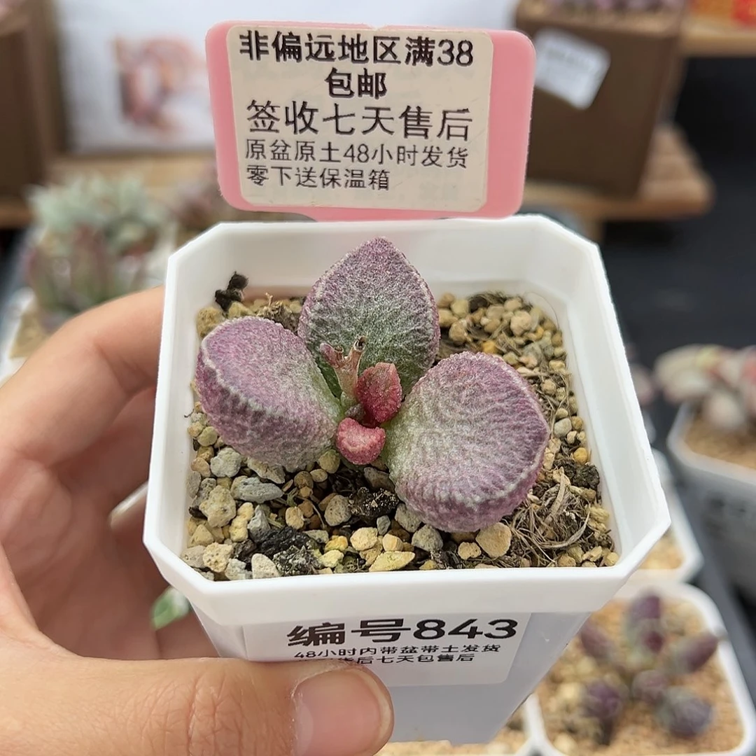 小****ღ843哈默猪肝多肉