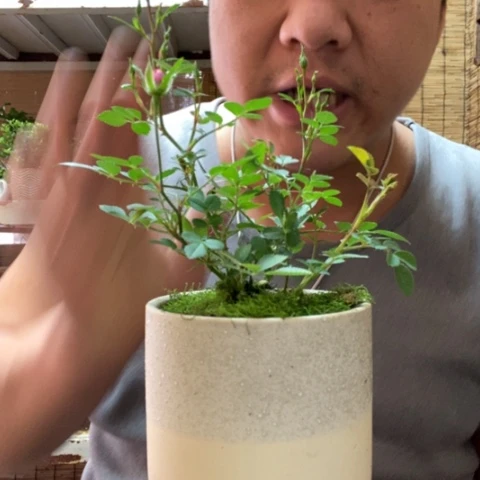 红陶一物一拍所见即所得28