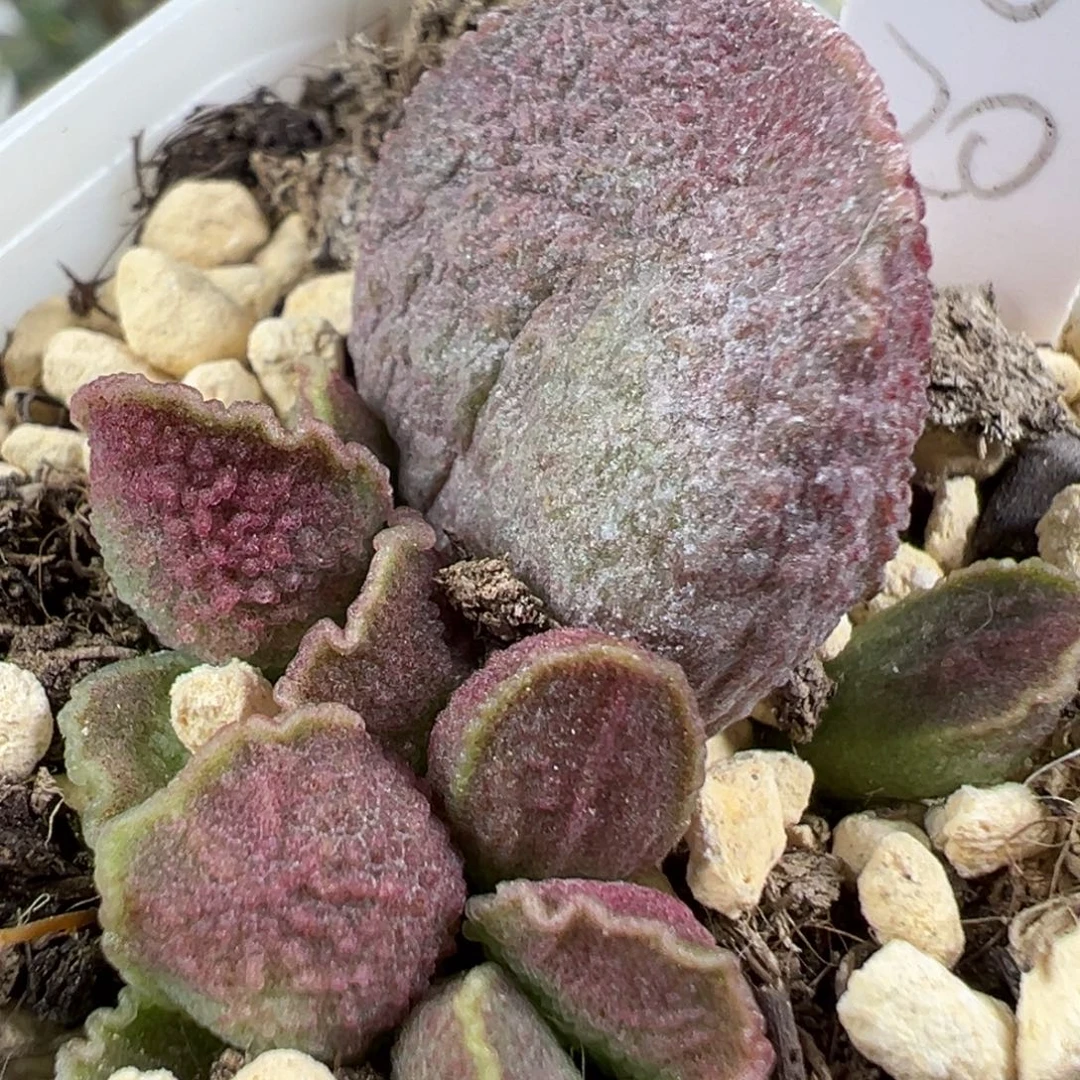 w紫色系冰晶颗粒款实生新品