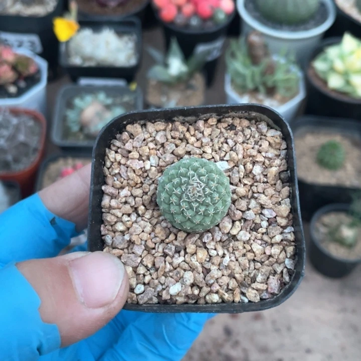 葛*爷863实生菊水仙人球