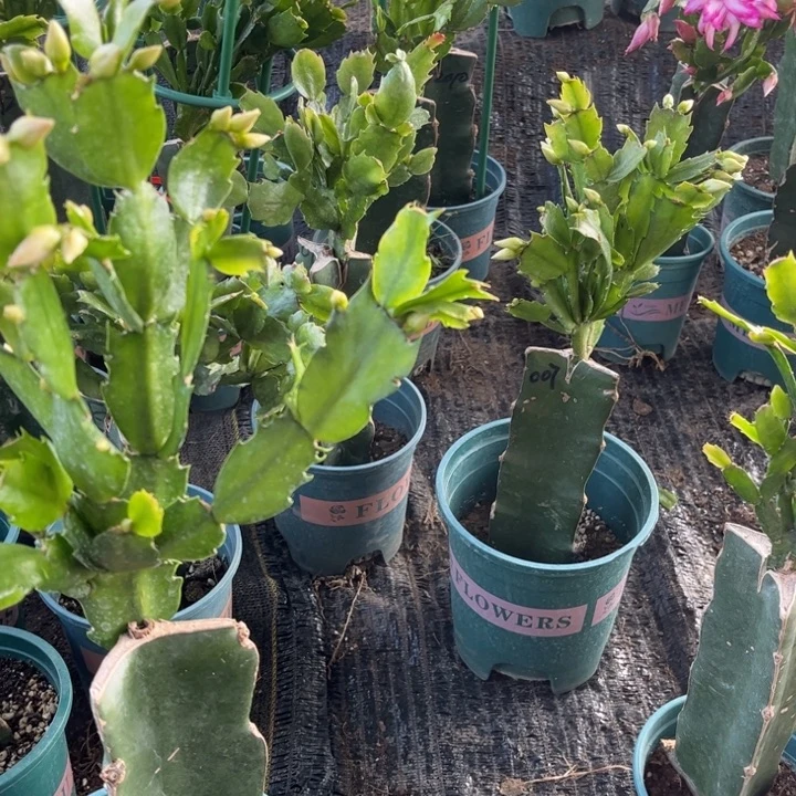 用***151号007，1111111111