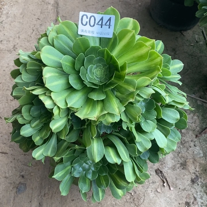 琉璃044。