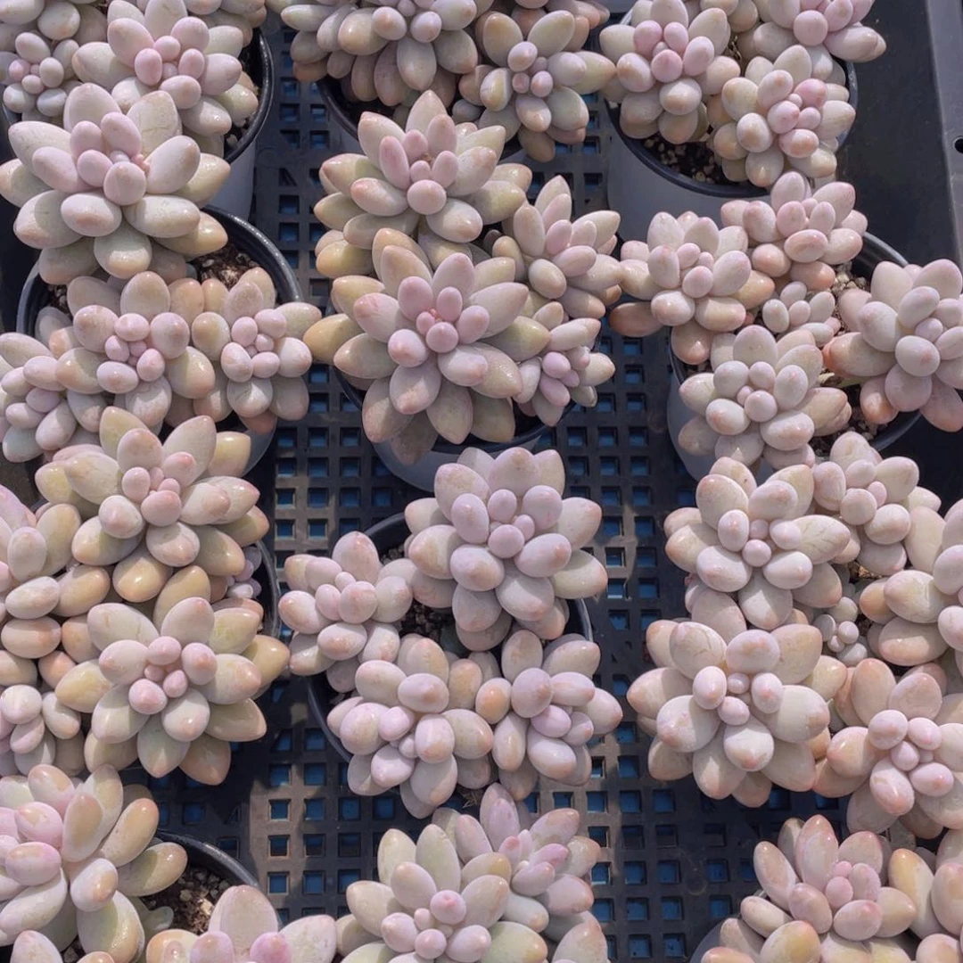 量拍47号汤圆大群生一个